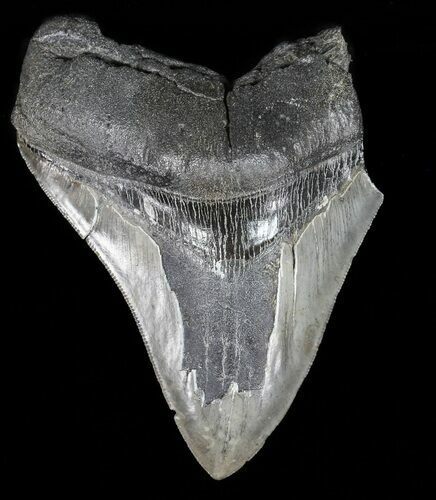 Partial, Serrated Megalodon Tooth - Georgia #56696
